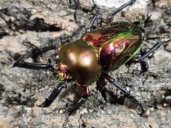 画像1: ニジイロクワガタ　52/38　成虫ペア (1)