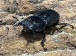 画像2: スマトラオオヒラタ 　97/49　成虫ペア (2)