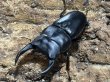 画像1: オオクワガタ　84.0/54.5　ペア (1)