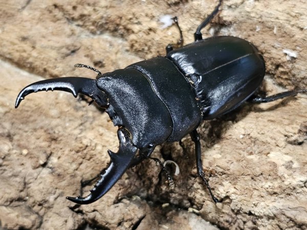 画像1: ヒラタクワガタ　62/38　ペア (1)