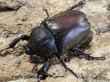 画像2: カブトムシ　free　ペア (2)