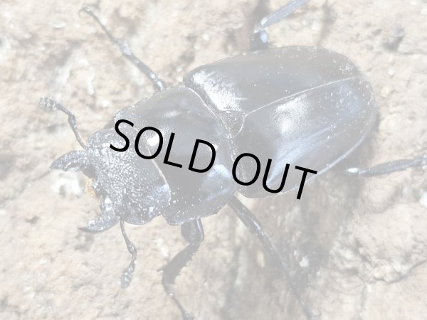 画像2: ギラファノコギリクワガタ　105/50  ペア (2)