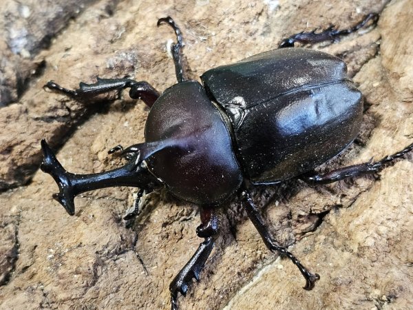 画像1: カブトムシ　free　ペア (1)