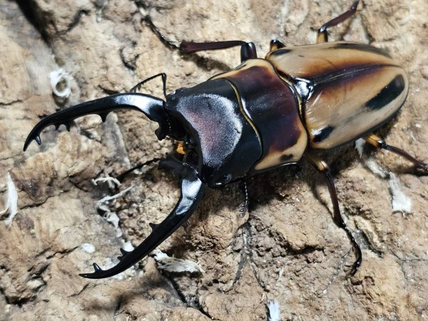 画像1: ファブリース・タカクワイ　81/41　成虫ペア (1)