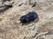 画像2: ネブトクワガタ　20/17　ペア (2)