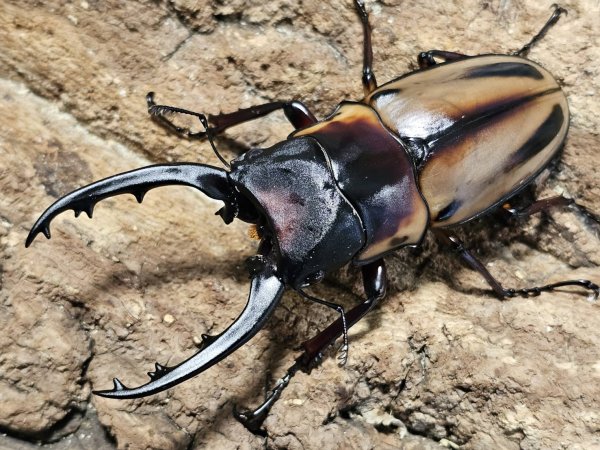 画像1: ファブリース・タカクワイ　80/39　成虫ペア (1)