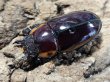 画像2: ファブリース・タカクワイ　78/37　成虫ペア (2)