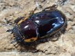 画像2: ファブリース・タカクワイ　80/39　成虫ペア (2)