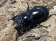 画像2: タウルスヒラタ 　40/28　成虫ペア (2)