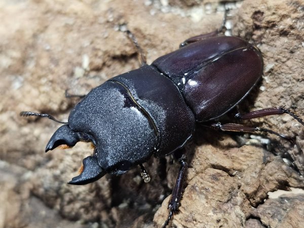 画像1: タウルスヒラタ 　40/28　成虫ペア (1)
