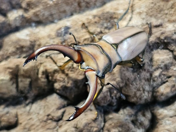 画像1: アラガールホソアカクワガタ　49/25　成虫ペア (1)