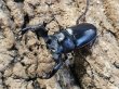 画像1: 中国クロツヤクワガタ　53/32　ペア (1)