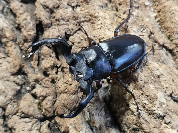 画像1: 中国クロツヤクワガタ　53/32　ペア (1)