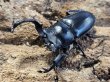 画像1: タイワンシカクワガタ　46/26　ペア (1)