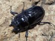 画像2: レギウスオオツヤクワガタWW　57/42　ペア (2)