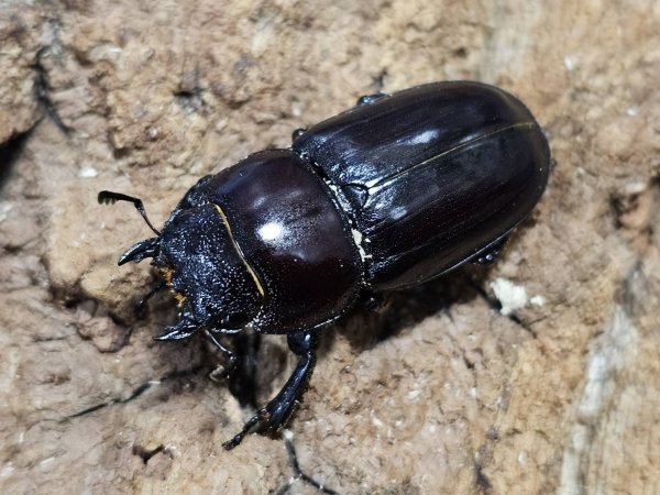 画像2: ダイトウヒラタ　46/33　ペア (2)