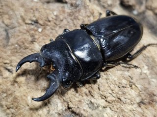 絶妙なデザイン 外国産 クワガタ - INSECT SHOP 美咲 (Page 1) ジャケット・アウター