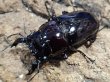 画像1: レギウスオオツヤクワガタWW　57/42　ペア (1)