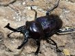 画像1: ニジイロクワガタ　紫紺　53/34　成虫ペア (1)