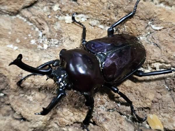 画像1: ニジイロクワガタ　紫紺　53/34　成虫ペア (1)