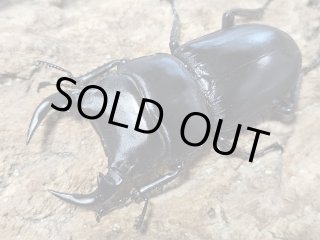 WD生体 - INSECT SHOP 美咲 (Page 1)