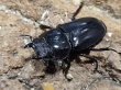 画像2: キングテイオウ　87/40　ペア (2)