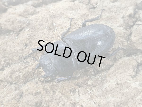 WD グランディスオオクワガタ 78/48 成虫ペア - INSECT SHOP 美咲