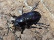 画像2: ニジイロクワガタ　紫紺　53/34　成虫ペア (2)