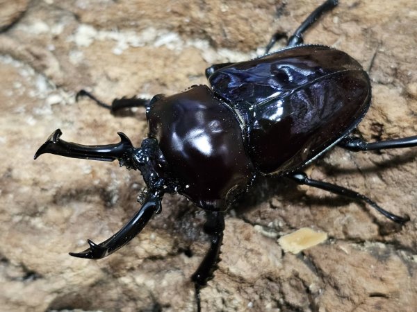 画像1: ニジイロクワガタ　紫紺　53/34　成虫ペア (1)