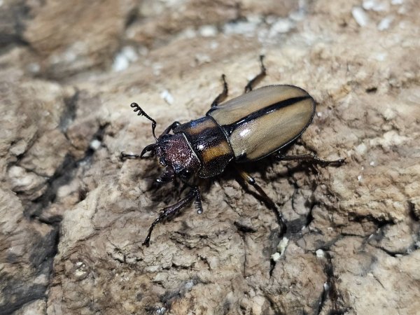 画像2: アルバーシホソアカ　34/19　成虫ペア (2)