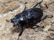 画像2: ニジイロクワガタ　紫紺　53/34　成虫ペア (2)