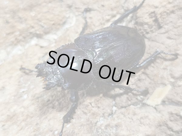 画像2: ニジイロクワガタ　紫紺　53/34　成虫ペア (2)