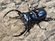 画像1: ウエストウッディオオシカクワガタ　75/43/44 成虫トリオ (1)
