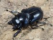 画像3: ウエストウッディオオシカクワガタ　75/43/44 成虫トリオ (3)