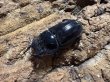 画像2: オオクワガタ　59/43　ペア (2)