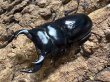 画像1: アンタエウスオオクワガタ　70/46　ペア (1)