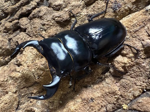 画像1: アンタエウスオオクワガタ　70/46　ペア (1)