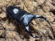 画像1: オオクワガタ　61/46　ペア (1)