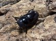 画像2: ペロッティシカクワガタ　70/38　ペア (2)