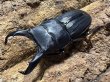 画像1: スジブトヒラタ　57/39.5　ペア (1)