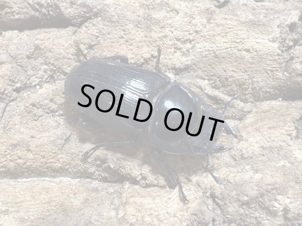 画像2: オオクワガタ　61/46　ペア (2)