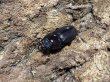 画像2: WD ハチジョウコクワ　40/24　ペア (2)
