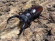 画像1: ペロッティシカクワガタ　70/38　ペア (1)