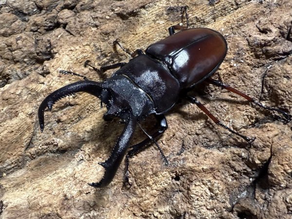 画像1: ペロッティシカクワガタ　70/38　ペア (1)