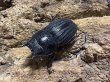 画像2: スジブトヒラタ　57/39.5　ペア (2)