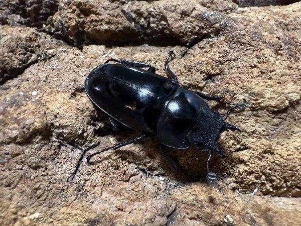 画像2: ブッダノコギリ　55/30  ペア (2)