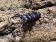 画像1: WD ハチジョウコクワ　40/24　ペア (1)