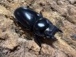 画像2: アンタエウスオオクワガタ　70/46　ペア (2)