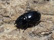 画像2: ウィックハムヒラタ　44/30　ペア (2)