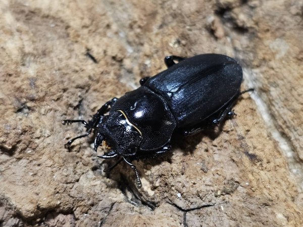 画像2: グアンクシィシコノコギリ　48/28   ペア (2)